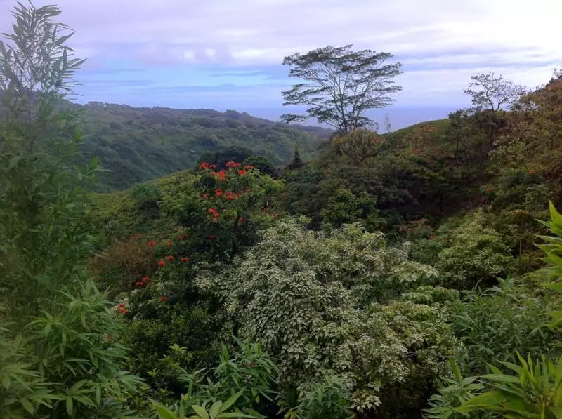Maui (c) Alena Gavrilova